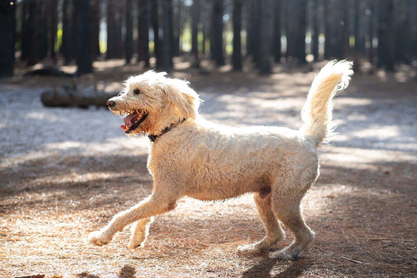 A doodle moving at pace during off-lead training in woodland